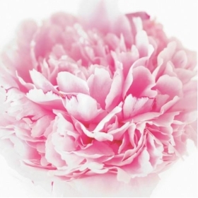 Floral Greeting Card   Pink Peony