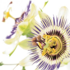 Floral Greeting Card Passion Flower