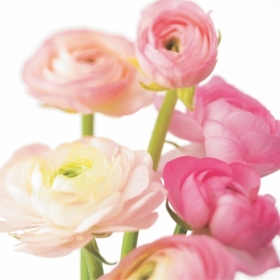 Floral Greeting Card Pink Ranunculas