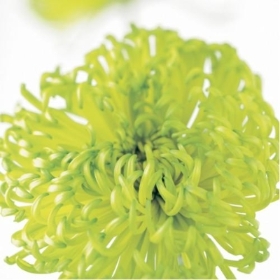 Floral Greeting Card Chrysanthemum