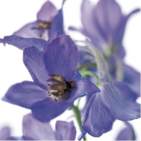 Floral Greeting Card Delphinium