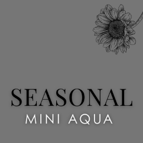 Mini Florist Choice Aqua