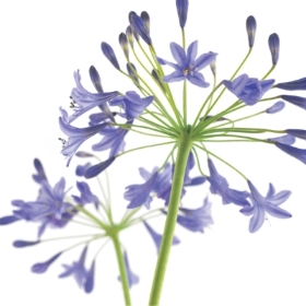 Floral Greeting Card Agapanthus