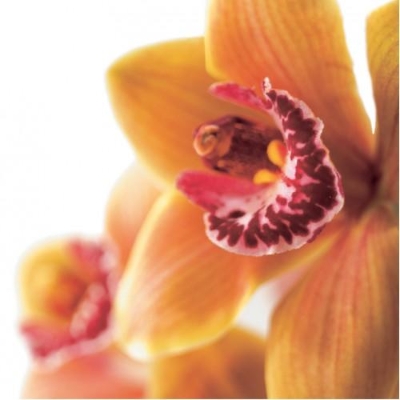 Floral Greeting Card   Gold Orchid