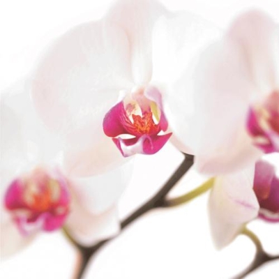 Floral Greeting Card White & Pink Orchid