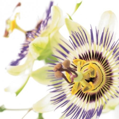 Floral Greeting Card Passion Flower