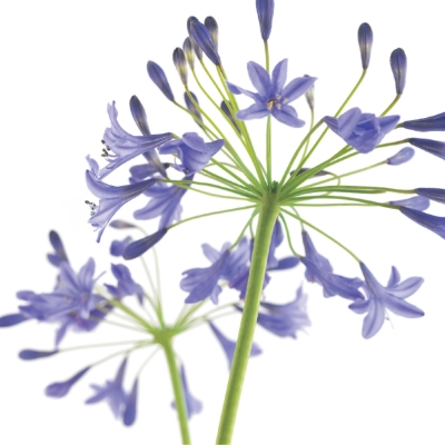 Floral Greeting Card Agapanthus