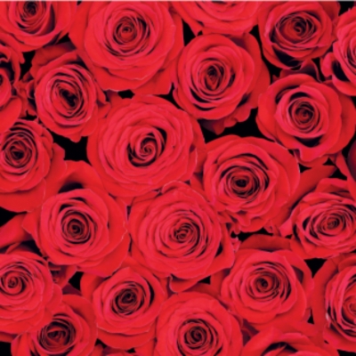 Floral Greeting Card Red Roses