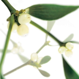 Christmas Floral Greeting Card