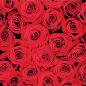 Floral Greeting Card Red Roses